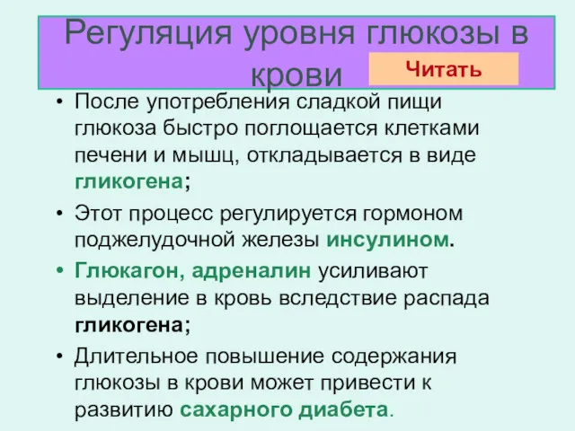 Регуляция уровня глюкозы в крови После употребления сладкой пищи глюкоза