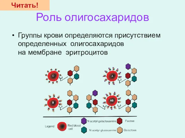 Роль олигосахаридов Группы крови определяются присутствием определенных олигосахаридов на мембране эритроцитов Читать!