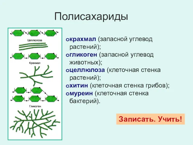 крахмал (запасной углевод растений); гликоген (запасной углевод животных); целлюлоза (клеточная
