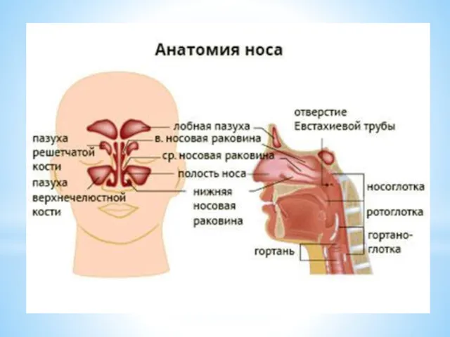 Анатомия носа