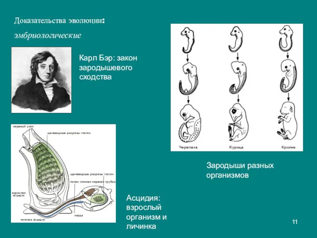Доказательства эволюции: эмбриологические Карл Бэр: закон зародышевого сходства Асцидия: взрослый организм и личинка Зародыши разных организмов