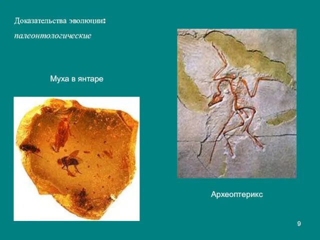 Доказательства эволюции: палеонтологические Археоптерикс Муха в янтаре