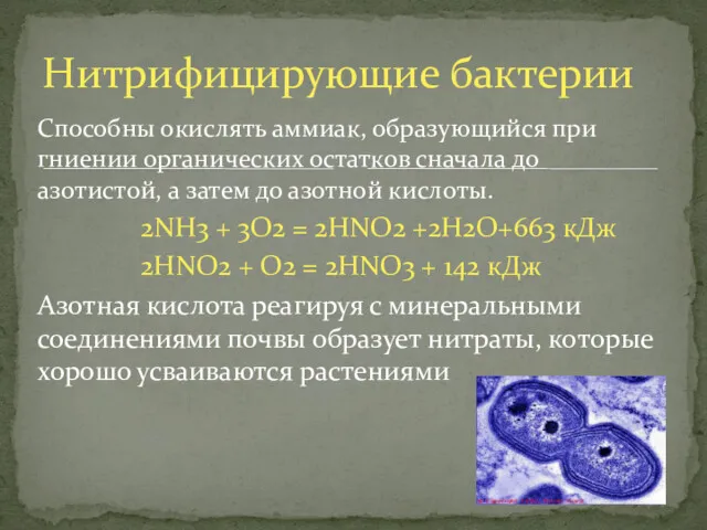 Способны окислять аммиак, образующийся при гниении органических остатков сначала до