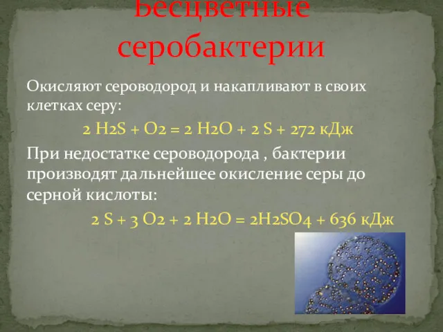 Окисляют сероводород и накапливают в своих клетках серу: 2 H2S