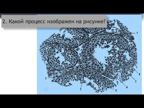 2. Какой процесс изображен на рисунке?