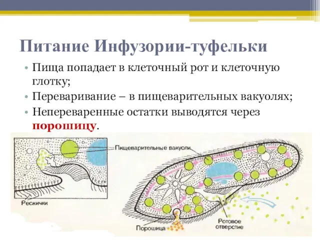 Питание Инфузории-туфельки Пища попадает в клеточный рот и клеточную глотку;