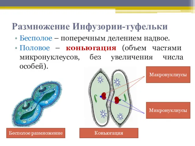 Размножение Инфузории-туфельки Бесполое – поперечным делением надвое. Половое – коньюгация