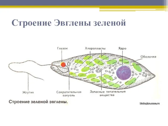 Строение Эвглены зеленой