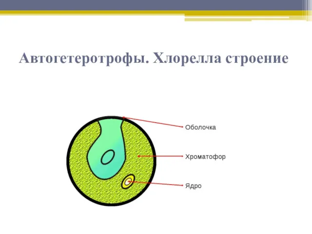 Автогетеротрофы. Хлорелла строение