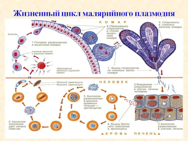 Жизненный цикл малярийного плазмодия