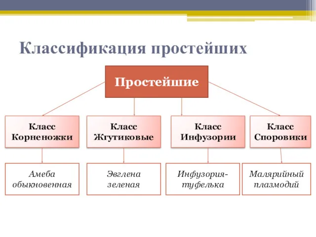 Классификация простейших Простейшие Класс Корненожки Класс Жгутиковые Класс Инфузории Класс