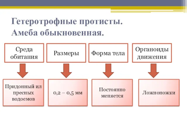 Гетеротрофные протисты. Амеба обыкновенная. Среда обитания Размеры Форма тела Органоиды