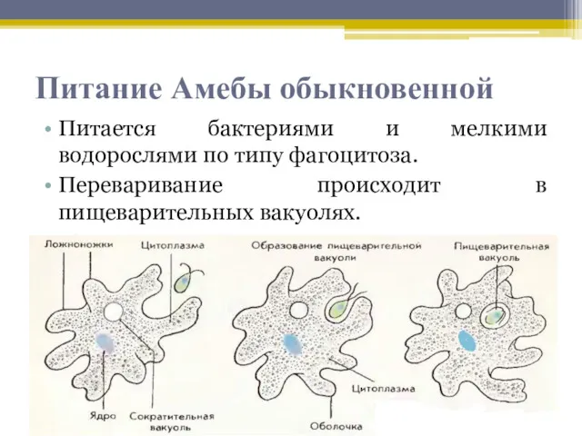 Питание Амебы обыкновенной Питается бактериями и мелкими водорослями по типу фагоцитоза. Переваривание происходит в пищеварительных вакуолях.