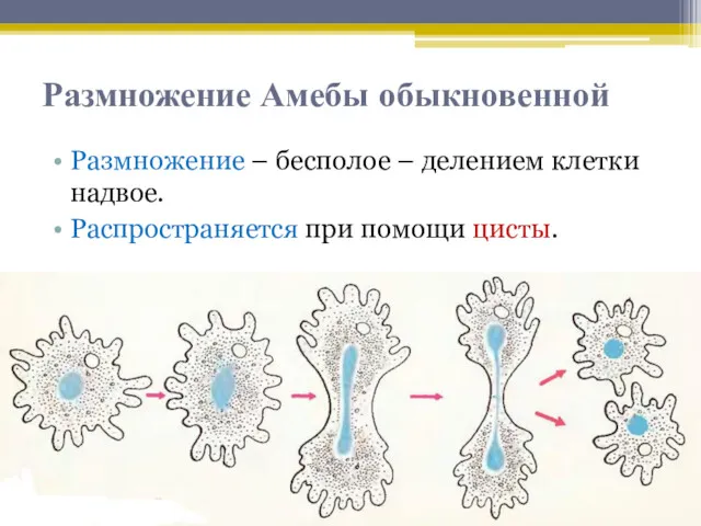 Размножение Амебы обыкновенной Размножение – бесполое – делением клетки надвое. Распространяется при помощи цисты.