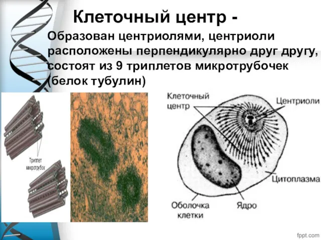 Клеточный центр - Образован центриолями, центриоли расположены перпендикулярно друг другу,