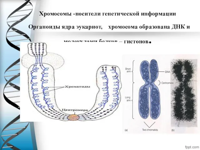 Хромосомы -носители генетической информации Органоиды ядра эукариот, хромосома образована ДНК и молекулами белков – гистонов.