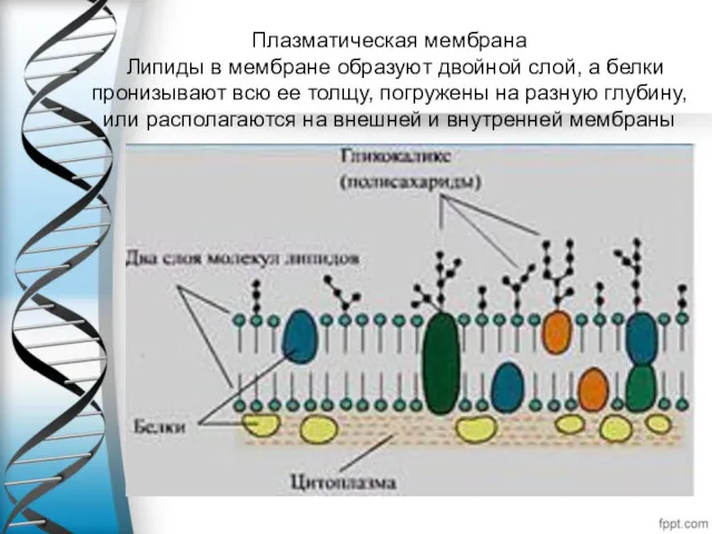 Плазматическая мембрана Липиды в мембране образуют двойной слой, а белки