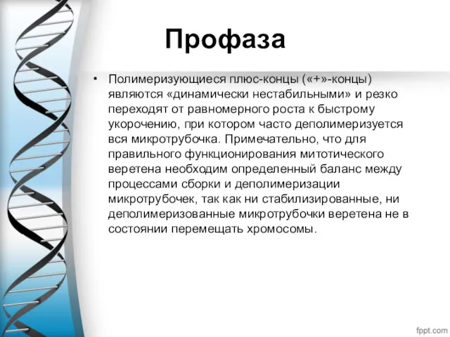 Профаза Полимеризующиеся плюс-концы («+»-концы) являются «динамически нестабильными» и резко переходят