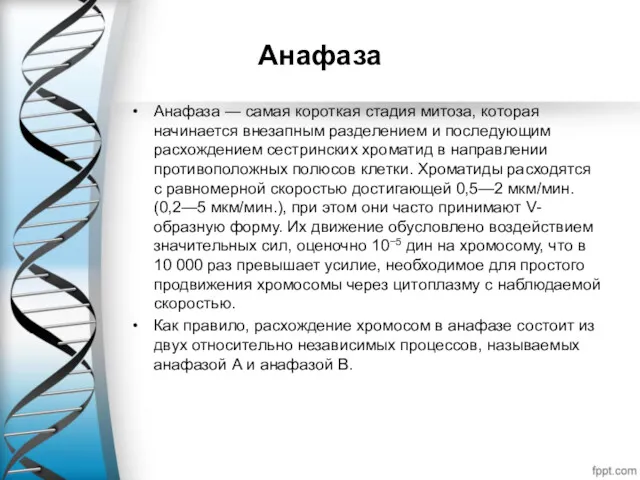 Анафаза Анафаза — самая короткая стадия митоза, которая начинается внезапным