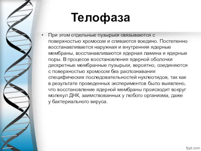 Телофаза При этом отдельные пузырьки связываются с поверхностью хромосом и