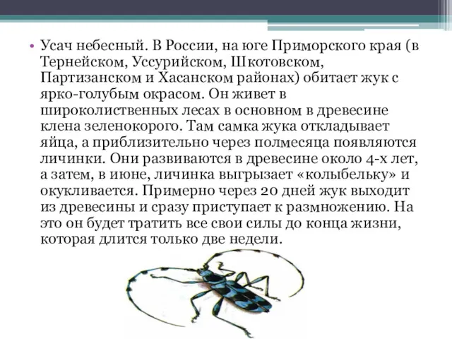 Усач небесный. В России, на юге Приморского края (в Тернейском,