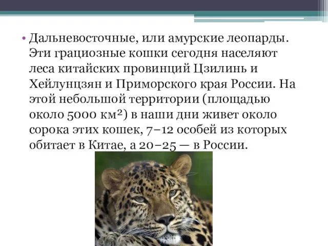 Дальневосточные, или амурские леопарды. Эти грациозные кошки сегодня населяют леса