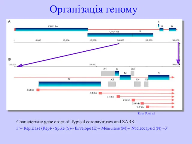 Організація геному Characteristic gene order of Typical coronaviruses and SARS: