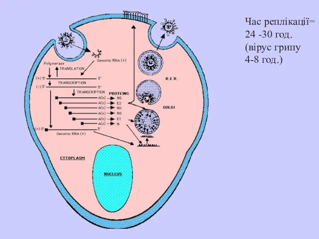 Час реплікації= 24 -30 год. (вірус грипу 4-8 год.)