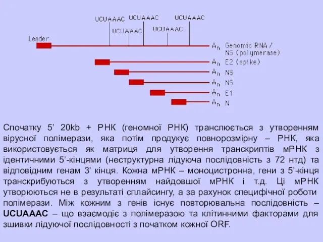 Спочатку 5’ 20kb + РНК (геномної РНК) транслюється з утворенням