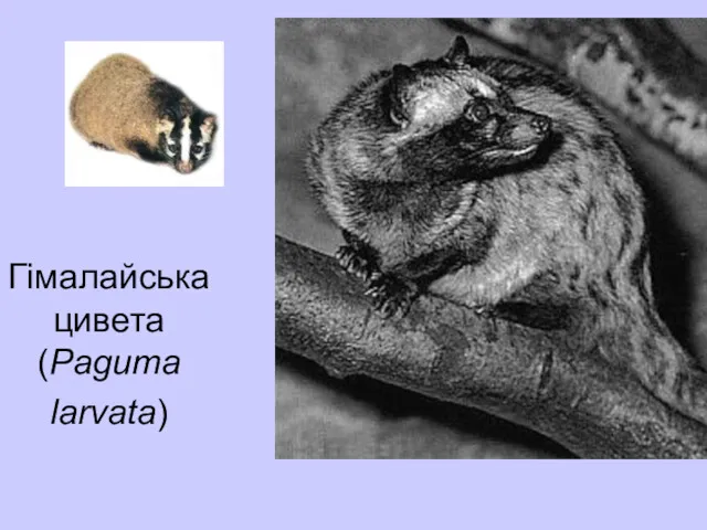 Гімалайська цивета (Paguma larvata)