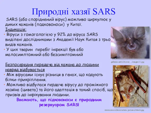 Природні хазяї SARS SARS (або споріднений вірус) можливо циркулює у