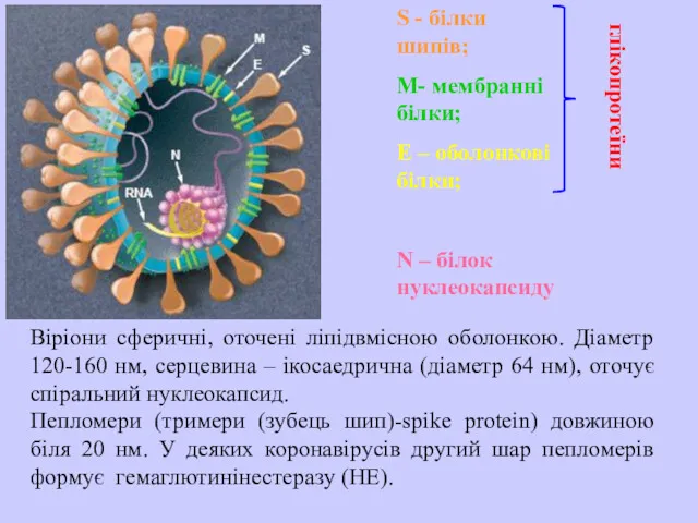 Віріони сферичні, оточені ліпідвмісною оболонкою. Діаметр 120-160 нм, серцевина –