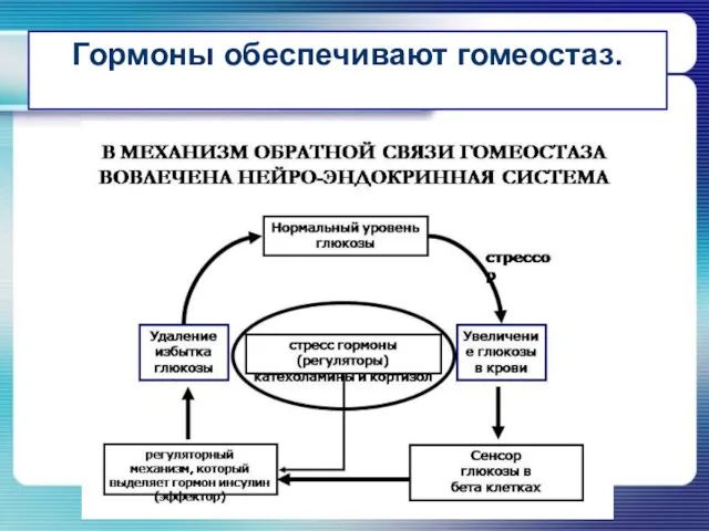 Гормоны обеспечивают гомеостаз.