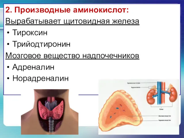 2. Производные аминокислот: Вырабатывает щитовидная железа Тироксин Трийодтиронин Мозговое вещество надпочечников Адреналин Норадреналин