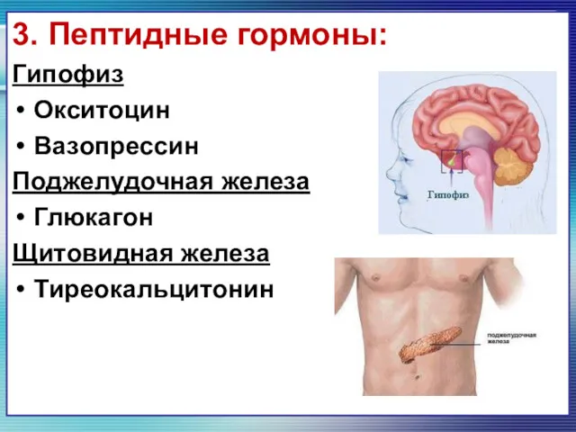 3. Пептидные гормоны: Гипофиз Окситоцин Вазопрессин Поджелудочная железа Глюкагон Щитовидная железа Тиреокальцитонин