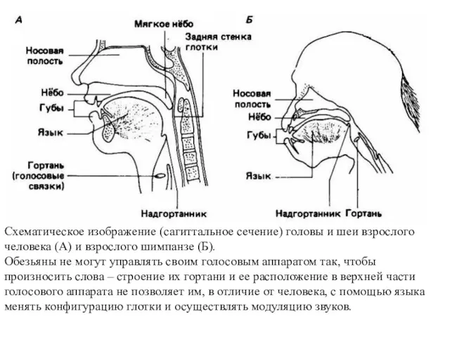 Схематическое изображение (сагиттальное сечение) головы и шеи взрослого человека (А)