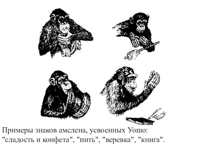 Примеры знаков амслена, усвоенных Уошо: "сладость и конфета", "пить", "веревка", "книга".