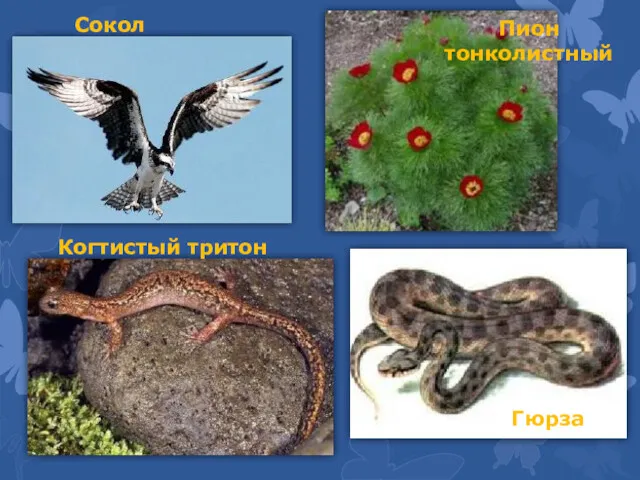 Сокол Пион тонколистный Когтистый тритон Гюрза