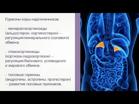 Гормоны коры надпочечников: – минералокортикоиды (альдостерон, кортикостерон) — регуляция минерального