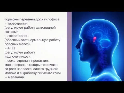 Гормоны передней доли гипофиза: – тиреотропин (регулирует работу щитовидной железы);