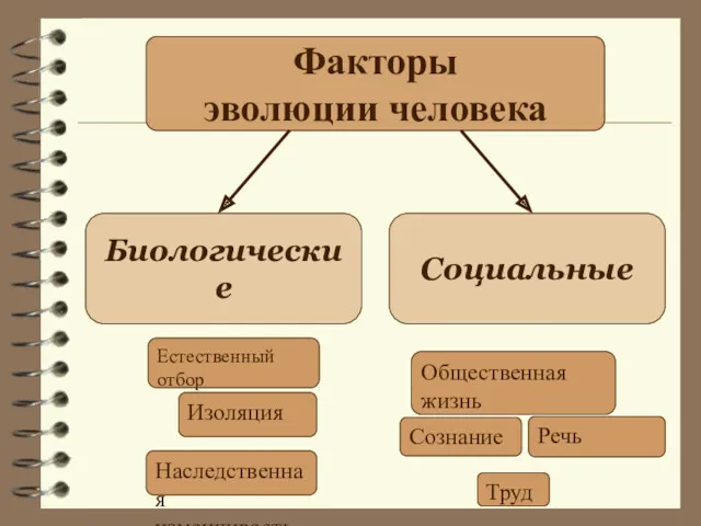 Факторы эволюции человека Биологические Социальные Естественный отбор Изоляция Наследственная изменчивость Общественная жизнь Сознание Речь Труд