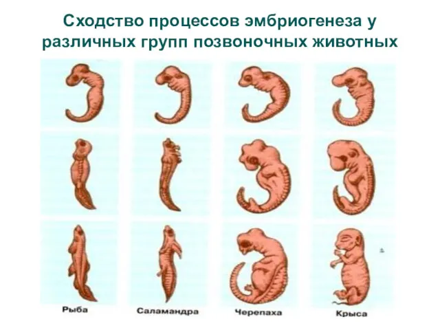 Сходство процессов эмбриогенеза у различных групп позвоночных животных