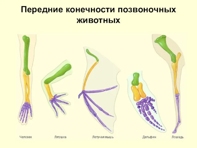 Передние конечности позвоночных животных
