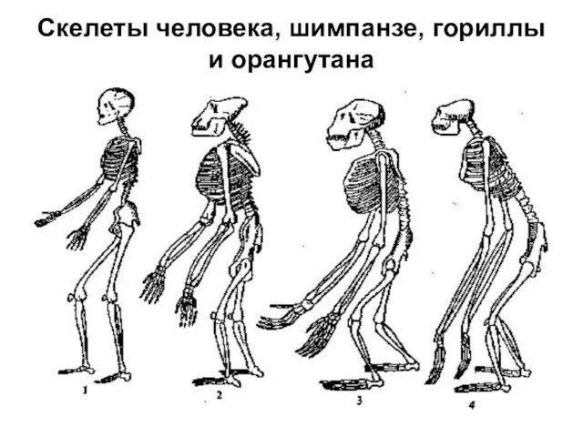 Скелеты человека, шимпанзе, гориллы и орангутана