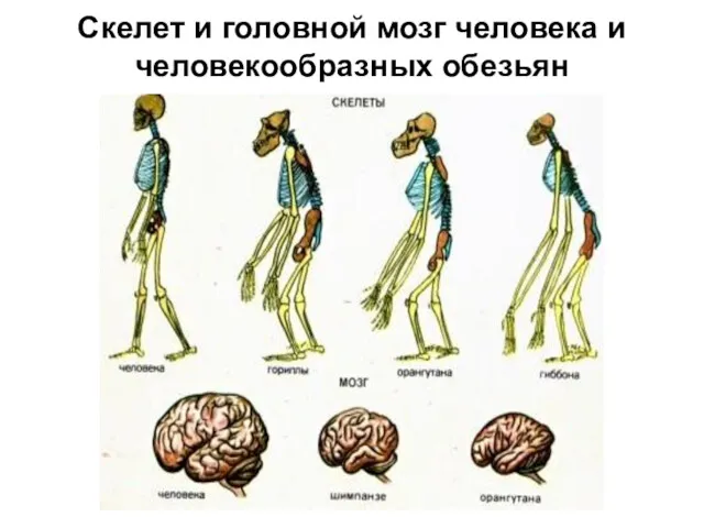 Скелет и головной мозг человека и человекообразных обезьян