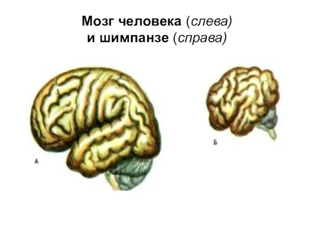 Мозг человека (слева) и шимпанзе (справа)
