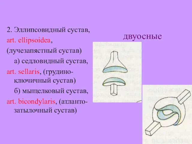 2. Эллипсовидный сустав, art. ellipsoidea, (лучезапястный сустав) а) седловидный сустав,