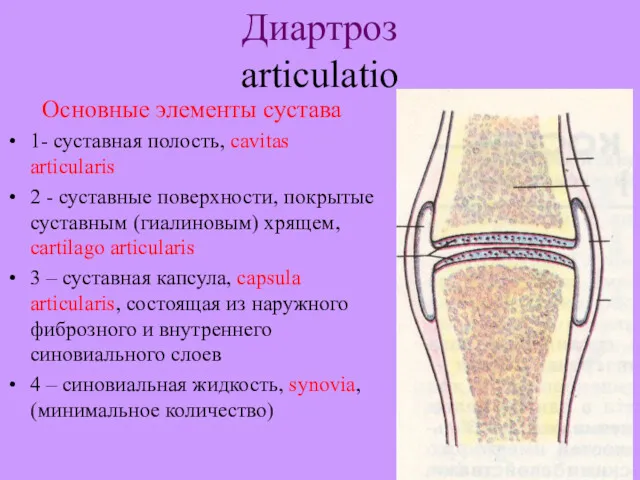 Диартроз articulatio Основные элементы сустава 1- суставная полость, cavitas articularis