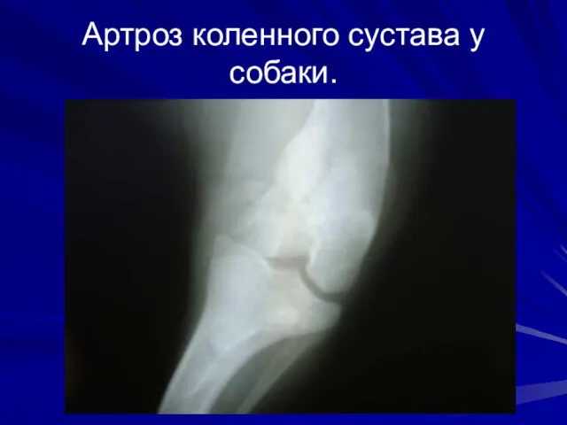 Артроз коленного сустава у собаки.