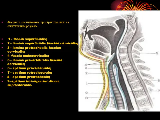 Фасции и клетчаточные пространства шеи на сагиттальном разрезе. 1 - fascia superficialis; 2